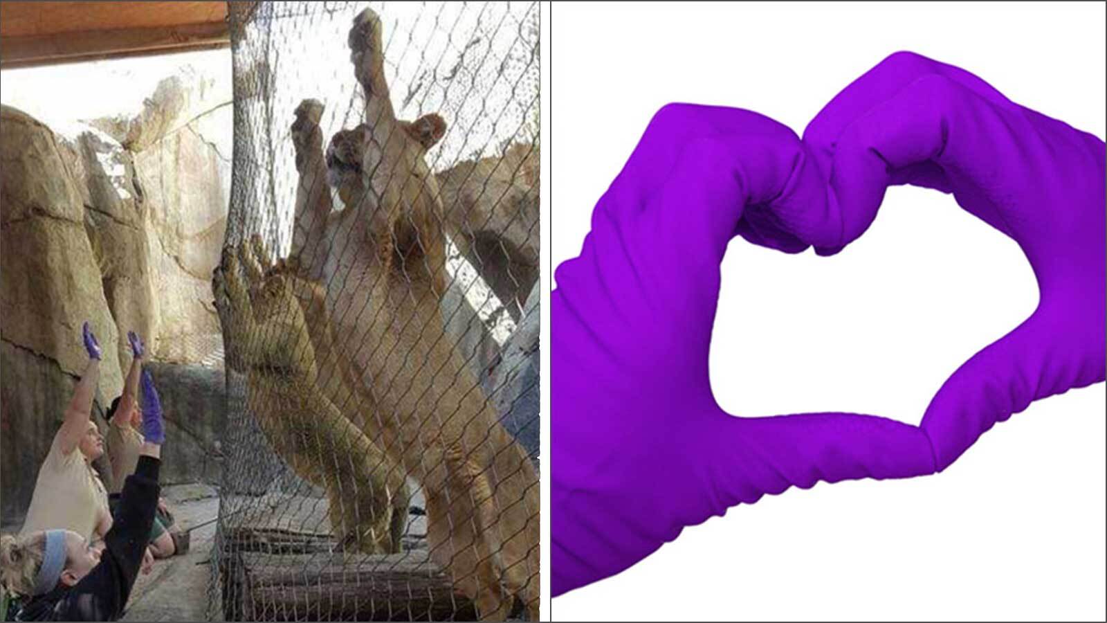 People in a zoo interacting with lions while wearing purple gloves. A pair of hands wearing purple gloves forming a heart