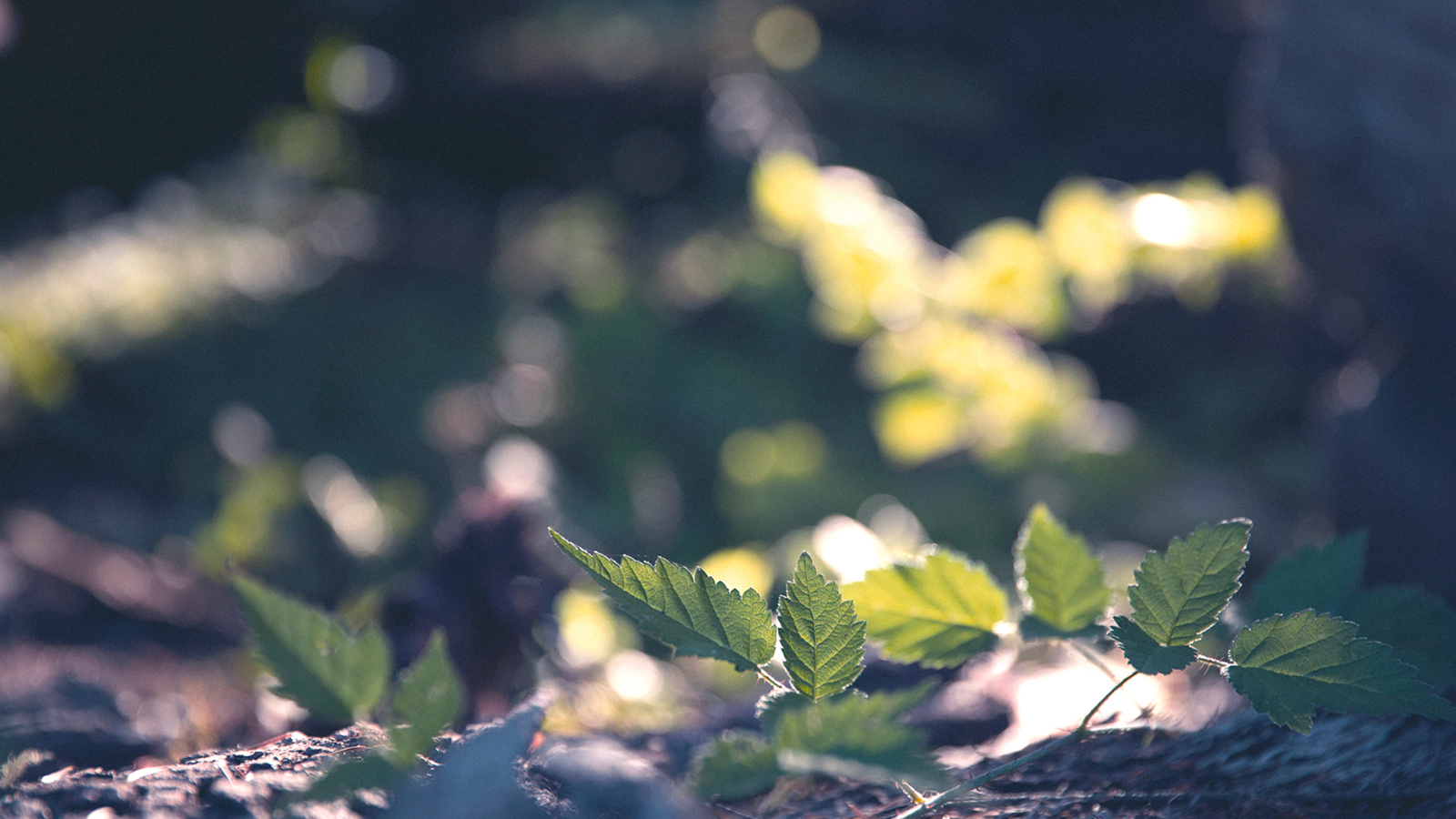 Close up of tiny branch with green leaves