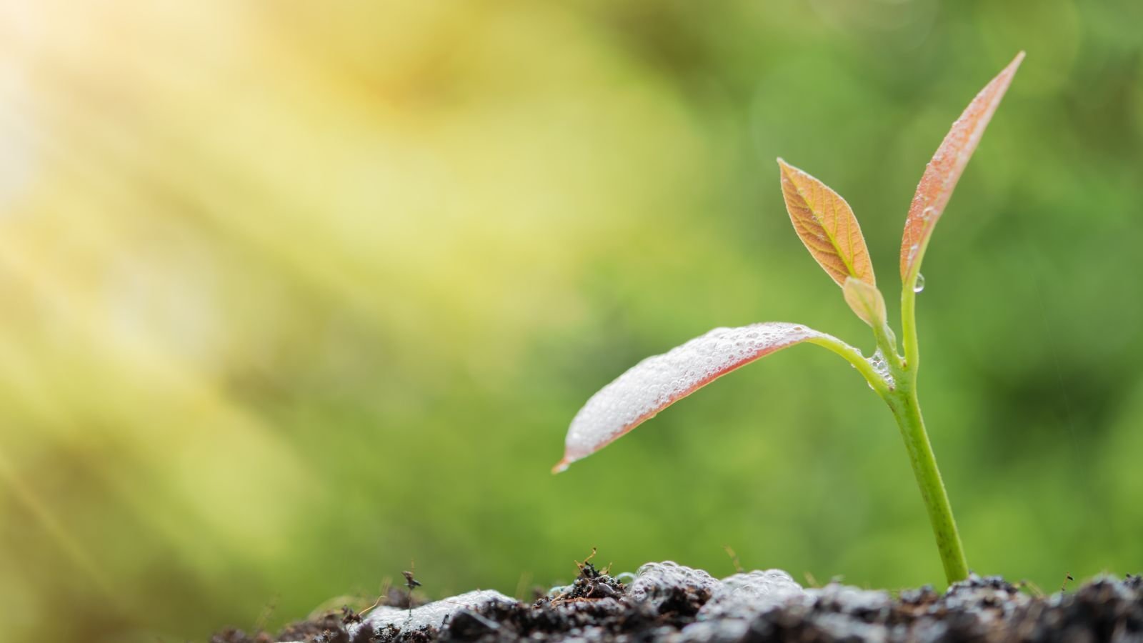 Environnement et développement durable