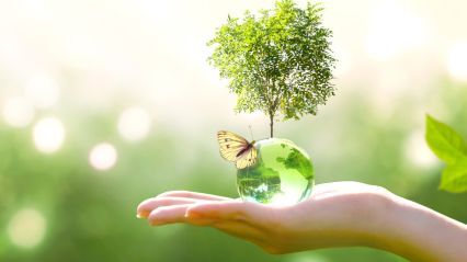 Sustainability blog article-medium image